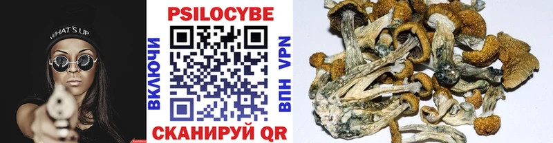 где купить   Задонск  omg ONION  Галлюциногенные грибы Cubensis 